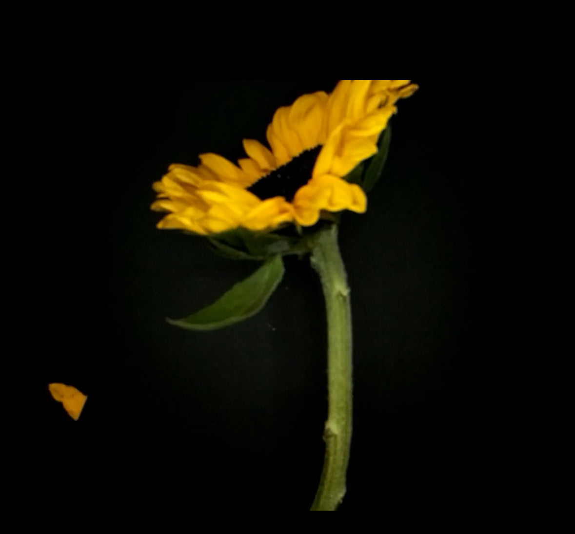 Weekend Sunflower Bouquet (Pre-Order Only)